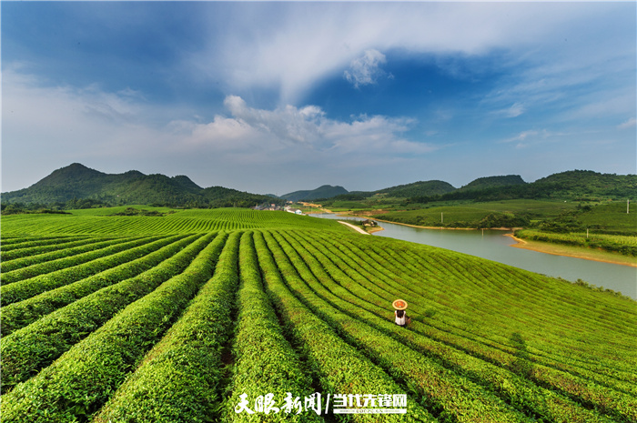 苔茶之乡好风光,良好生态环境产出干净茶.崔卿 摄.jpg